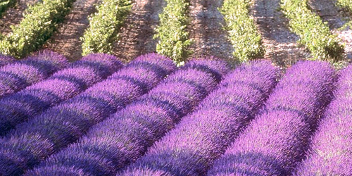 Lavendar Field