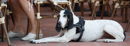 dog-in-outdoor-eating-area