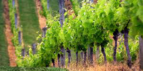 Vineyard Close-Up 500x250