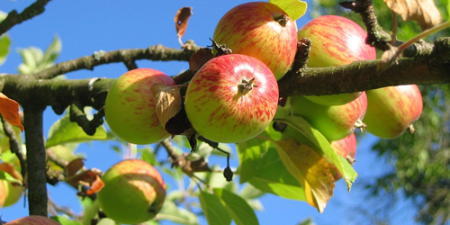 Apples on a tree branch