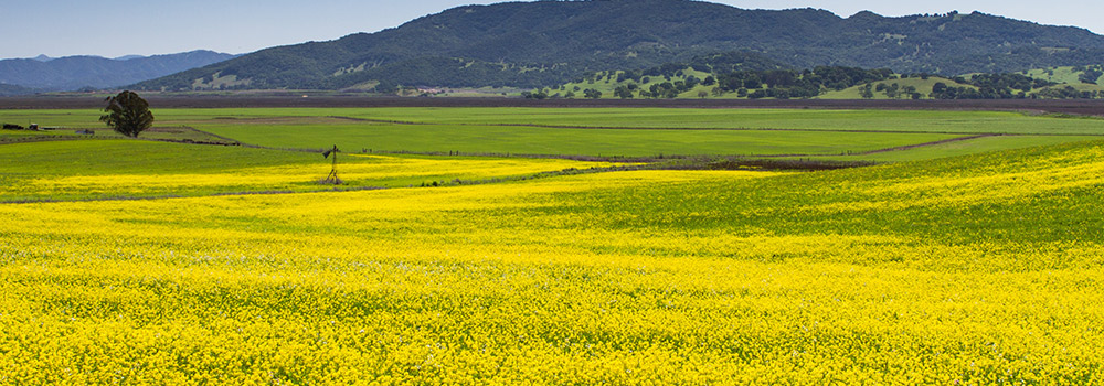 Rolling grassy hills with mustard flowers blooming in Sonoma County