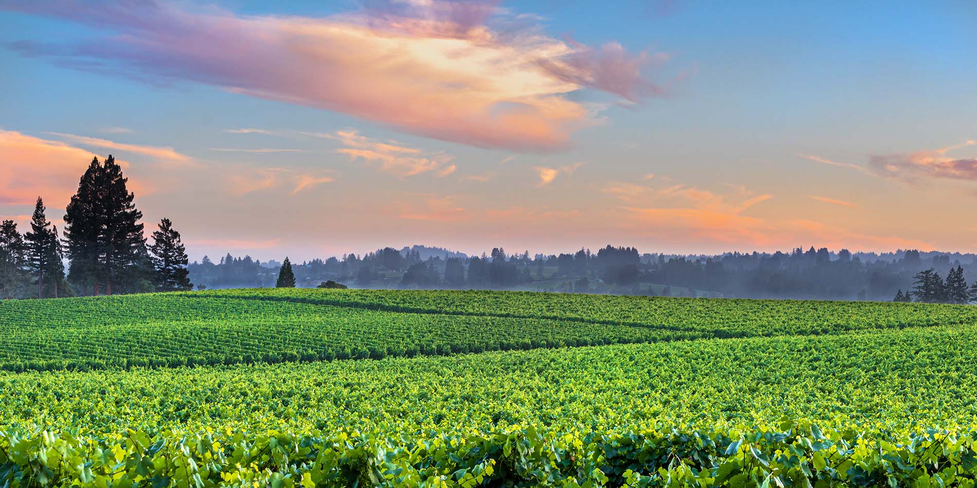 Sonoma County Vineyard