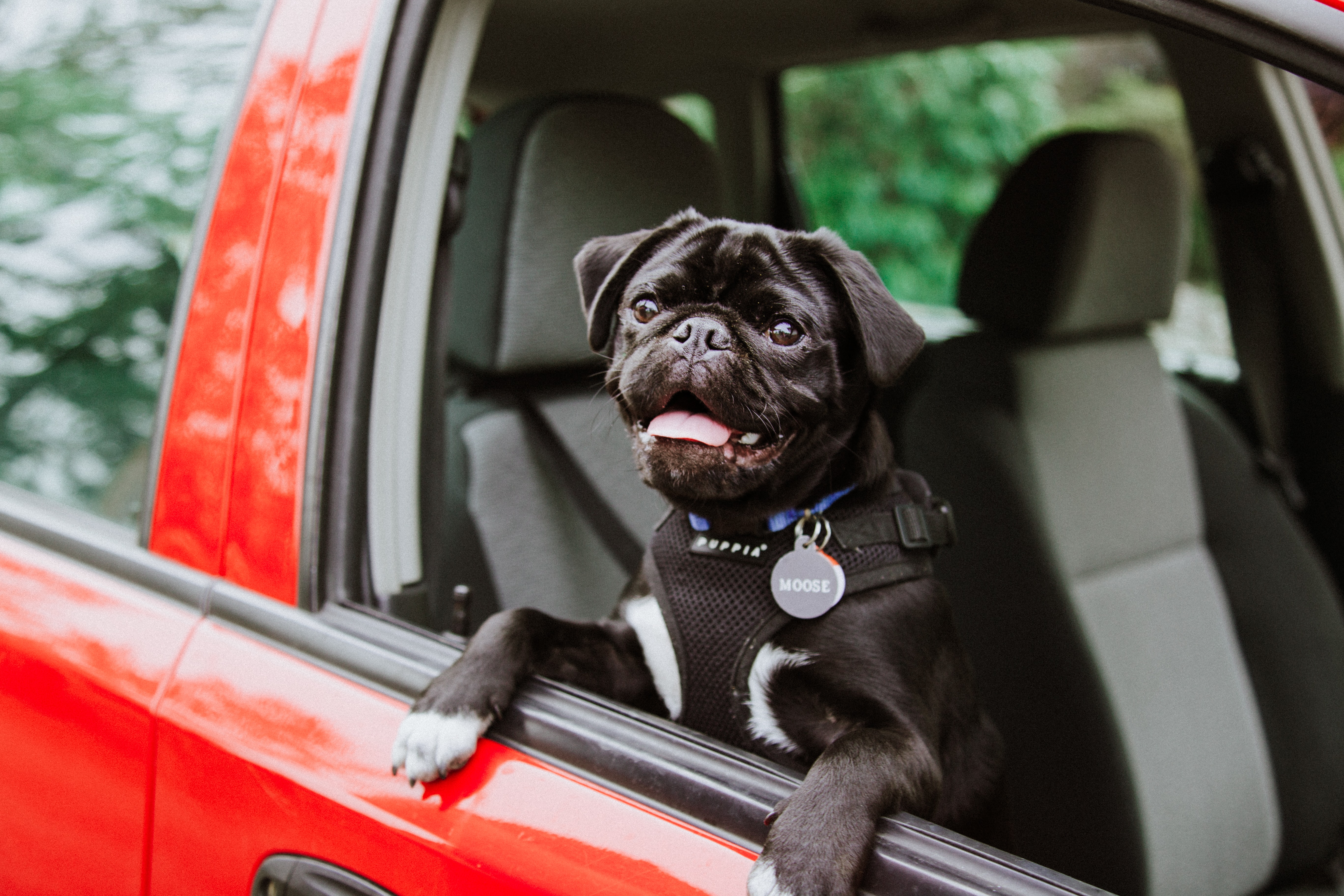 dog sitting in car