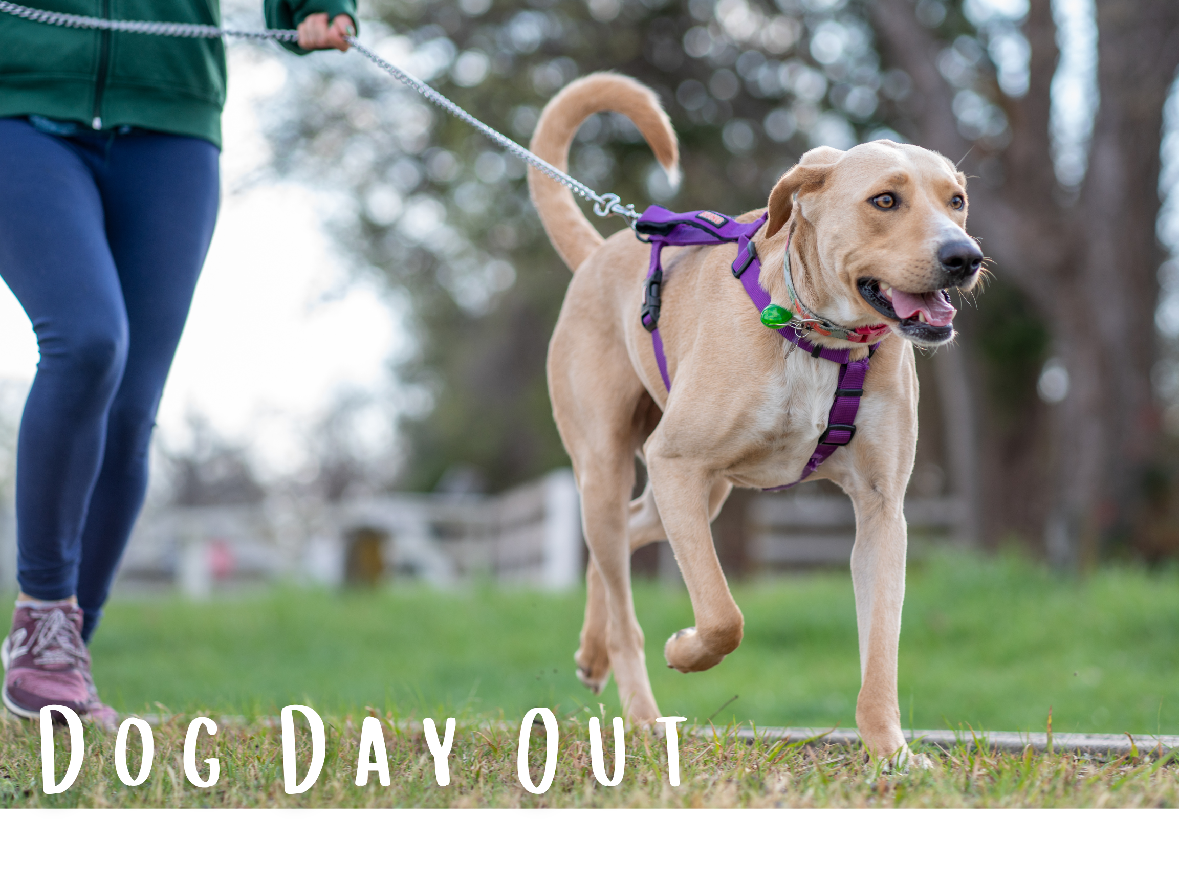 Dog Day Out Person Walking Dog