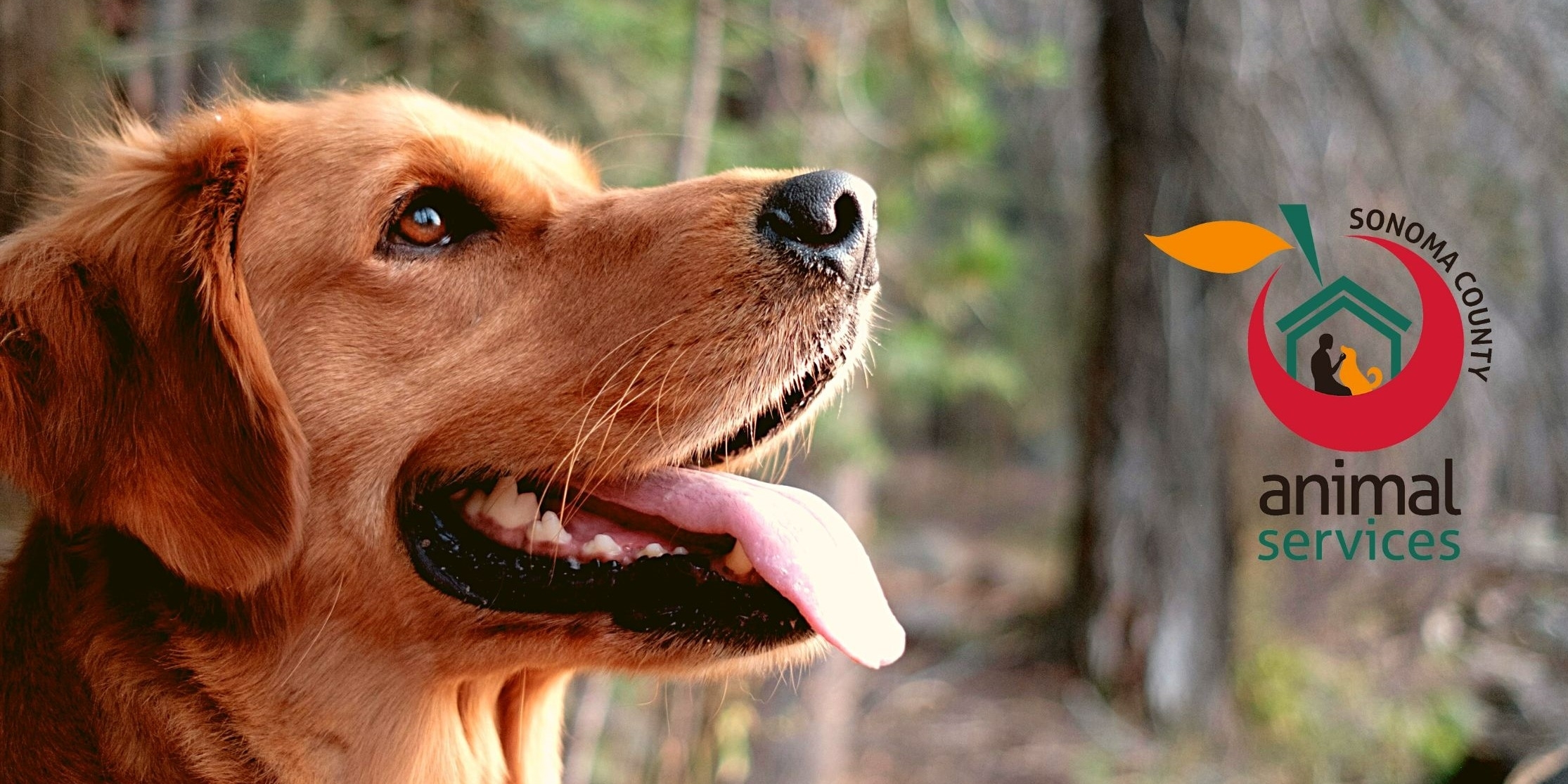 Happy dog looking upward with logo