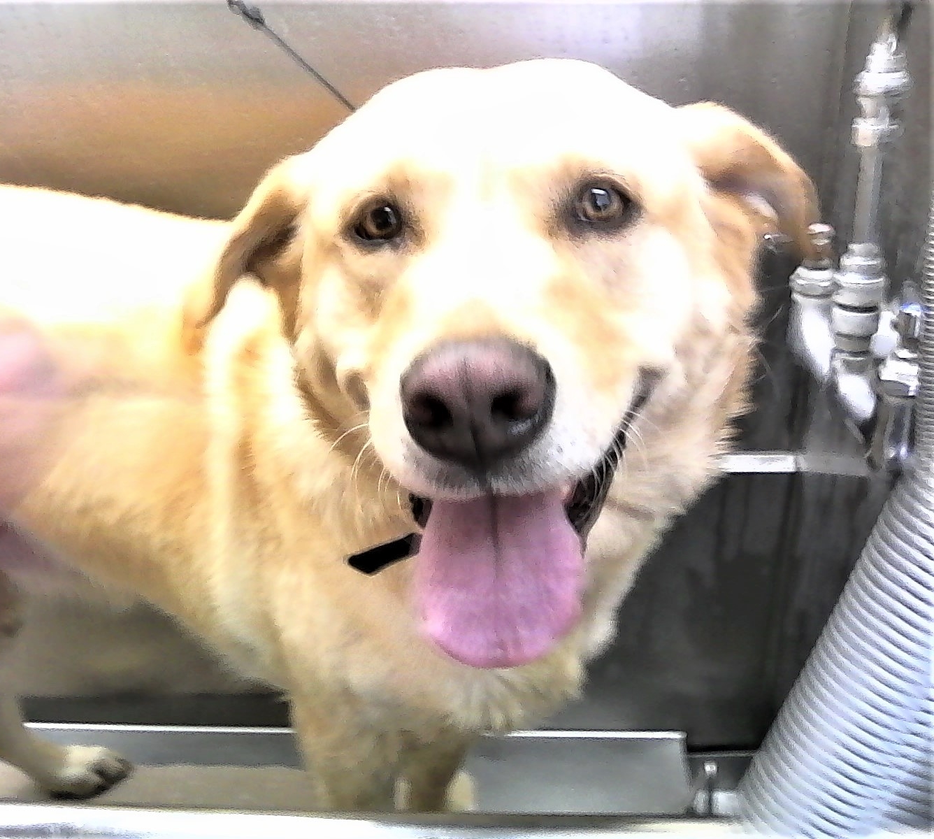 Dog in bathtub