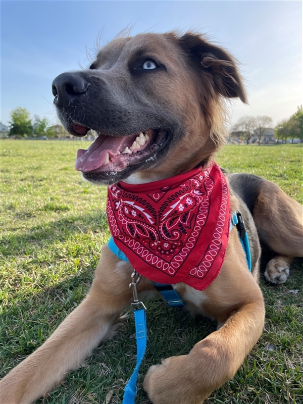 dog lying on grass with red bandana