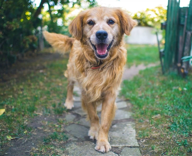 Dog walking on sidewalk