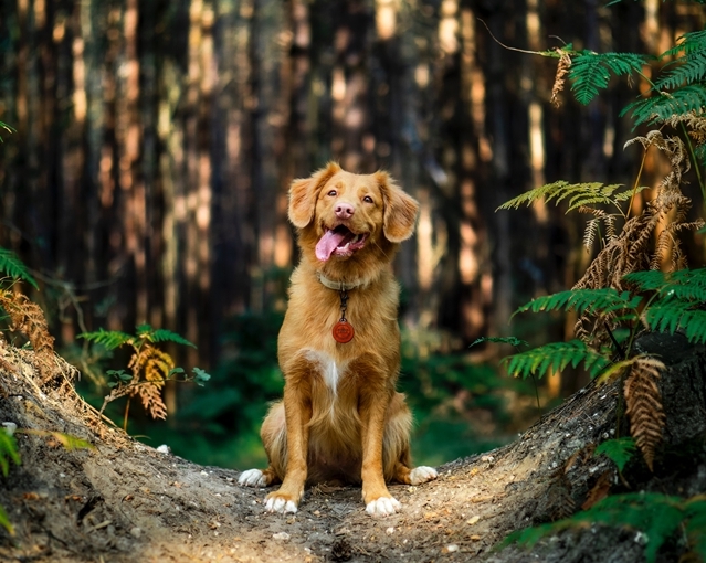 Golden Dog sitting happy surrounded by trees