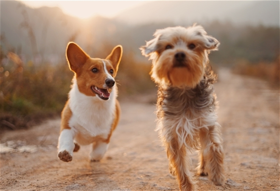 two dogs running down the street