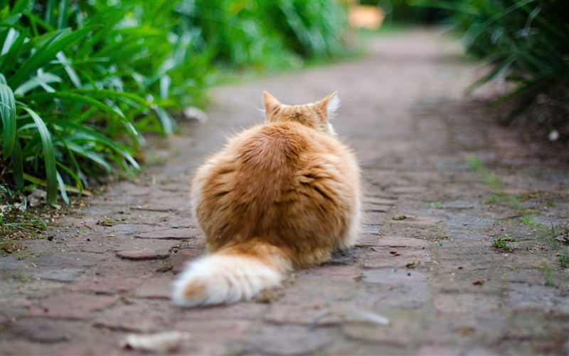 cat lying on pavement facing away 