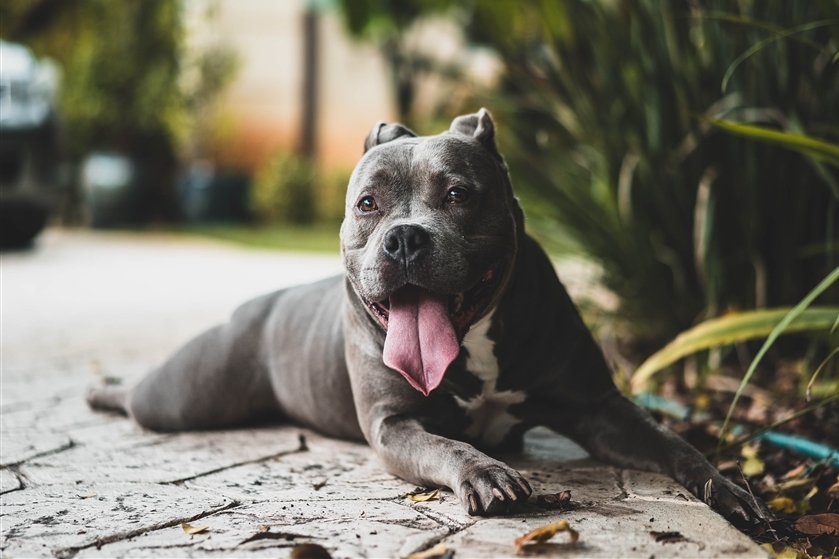 Dog lying down outside