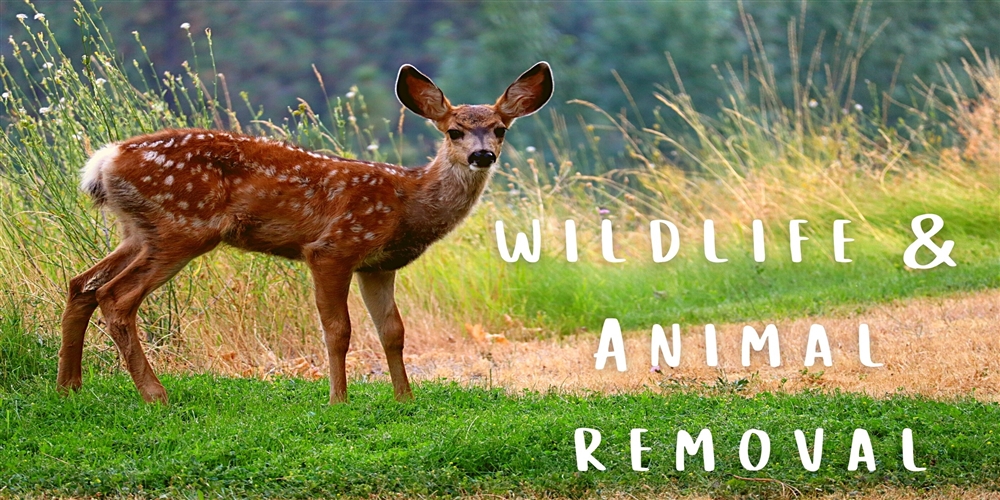 deer standing in the grass