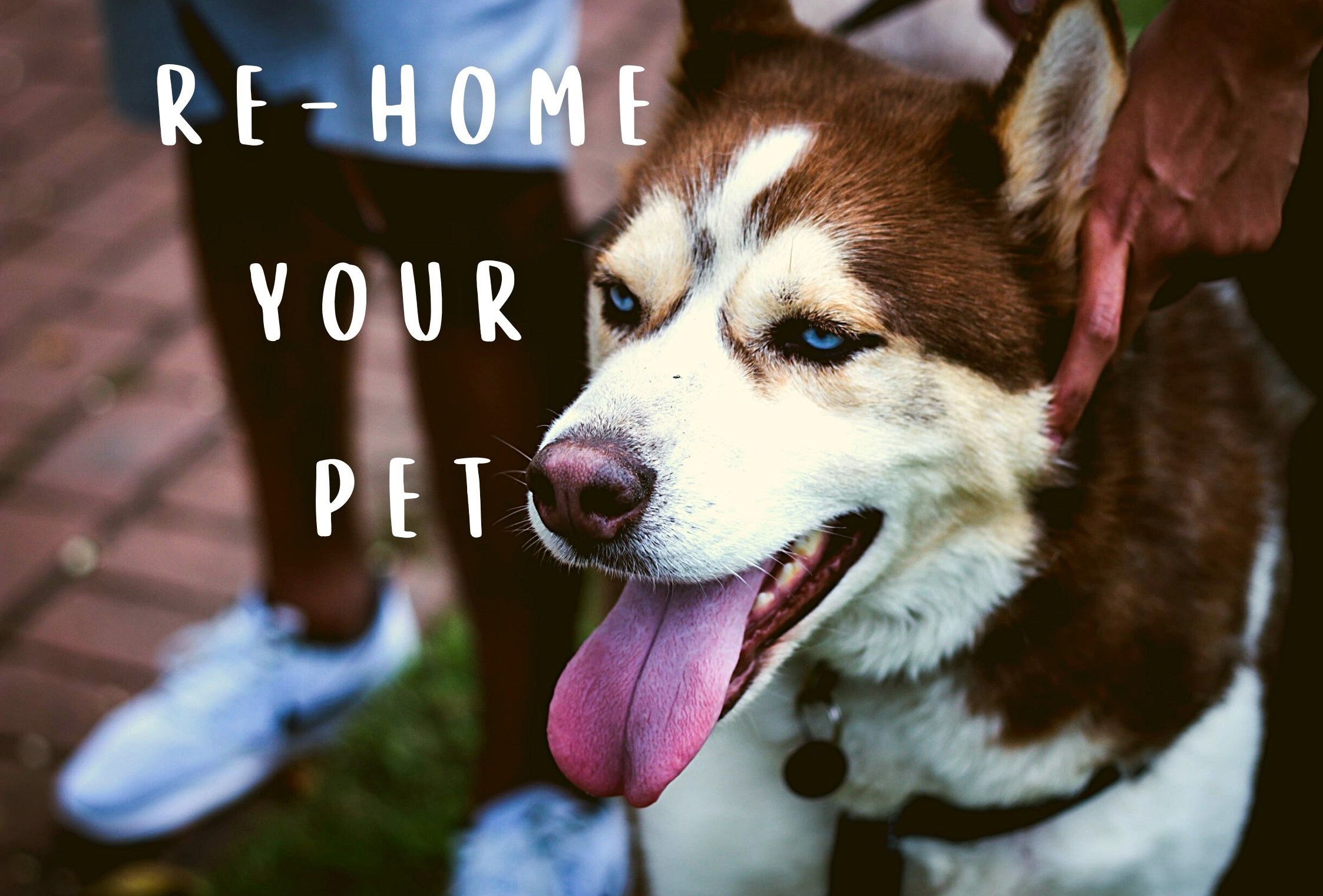 husky dog standing next to person