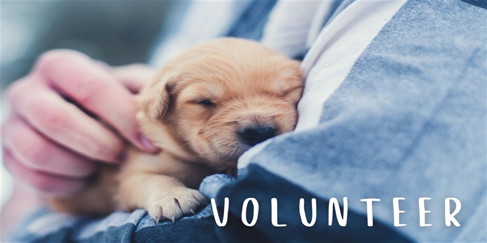 Volunteer holding puppy