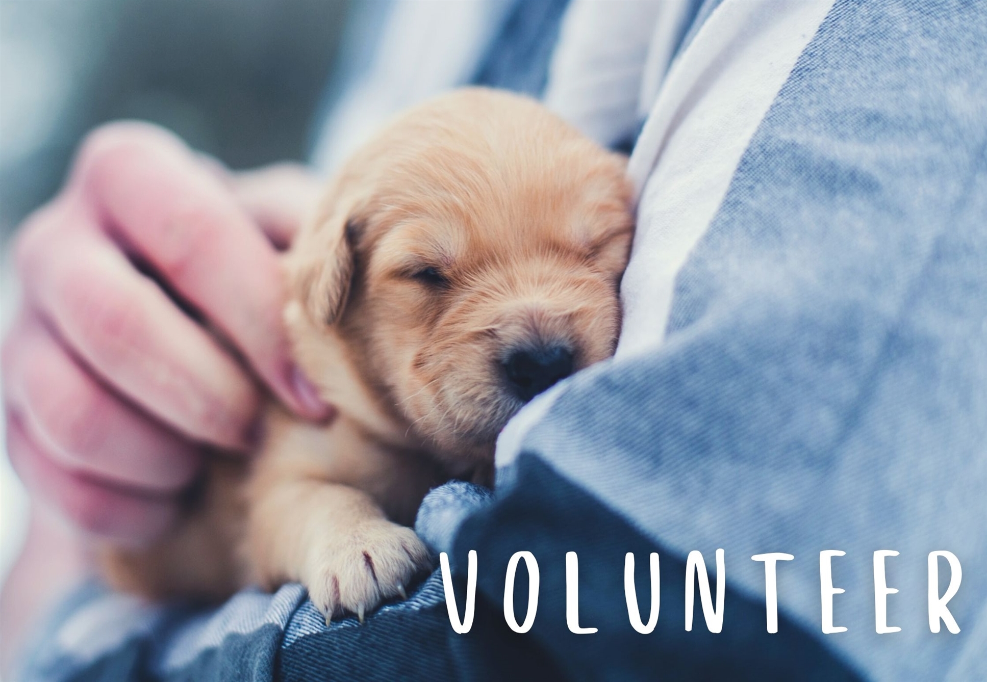 golden puppy asleep in human arms 