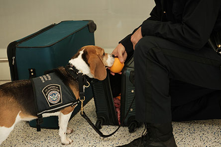 U.S. Customs and Border Protection (CBP) Detector Dog Sniffs Out Host of Invasive Pest